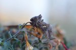 Błyszczka jarzynówka (Autographa gamma)