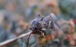 Błyszczka jarzynówka (Autographa gamma)