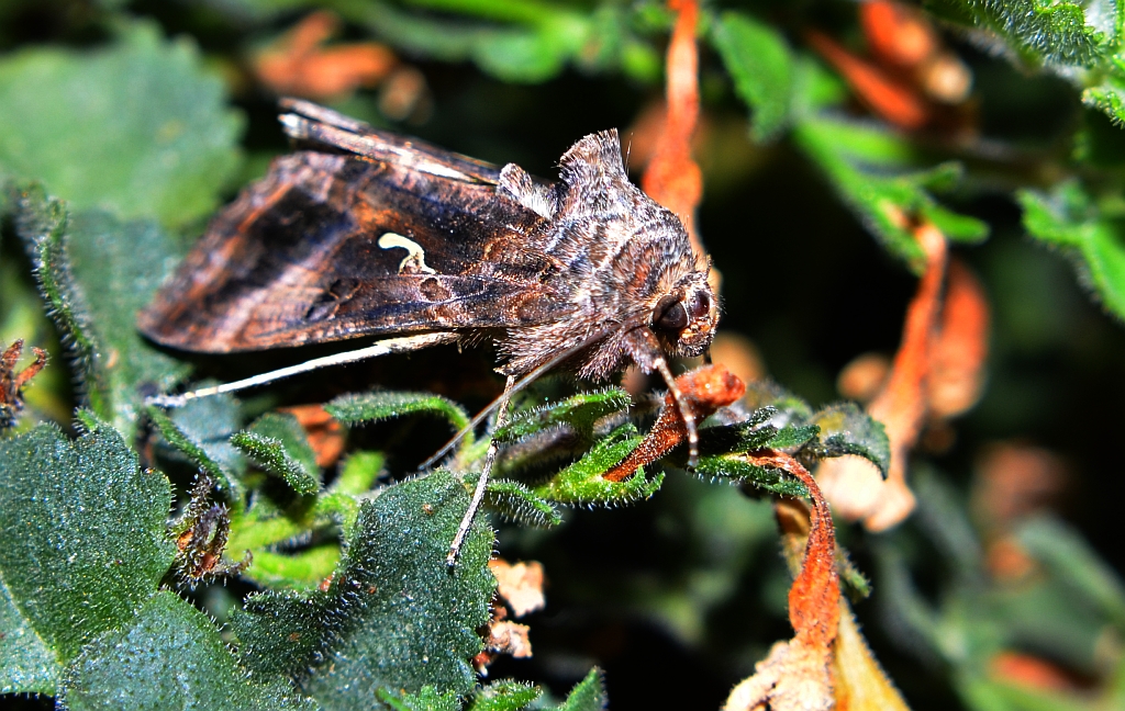 Błyszczka jarzynówka (Autographa gamma)