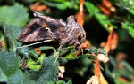 Błyszczka jarzynówka (Autographa gamma)