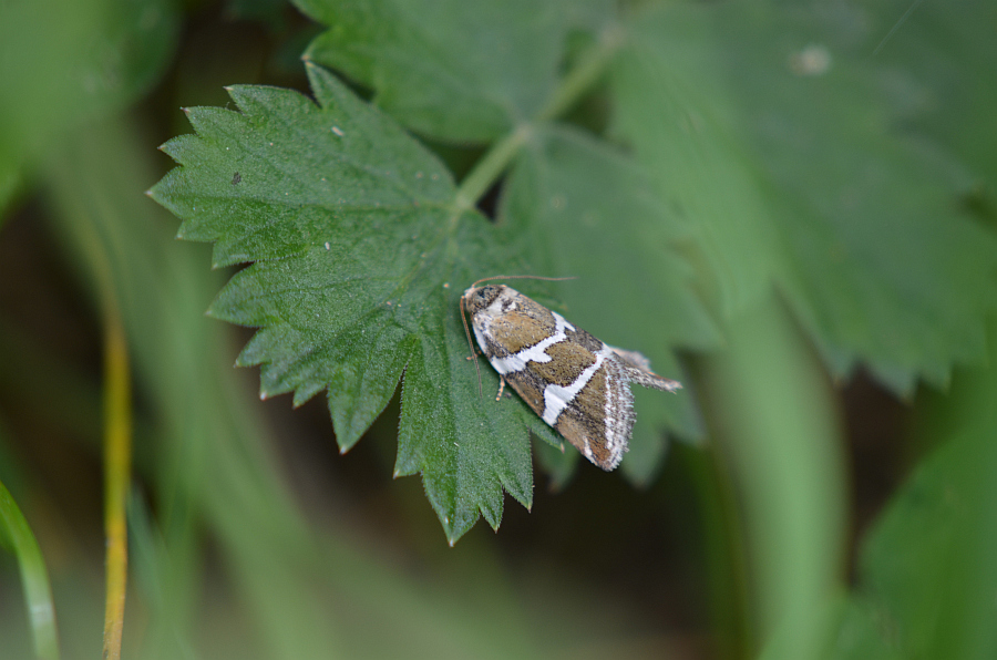 Eustrotia olivana