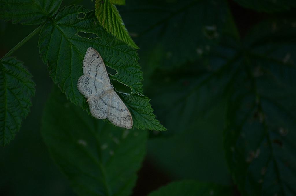 Krocznik ogrodowiak (Idaea biselata)