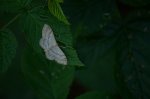 Krocznik ogrodowiak (Idaea biselata)