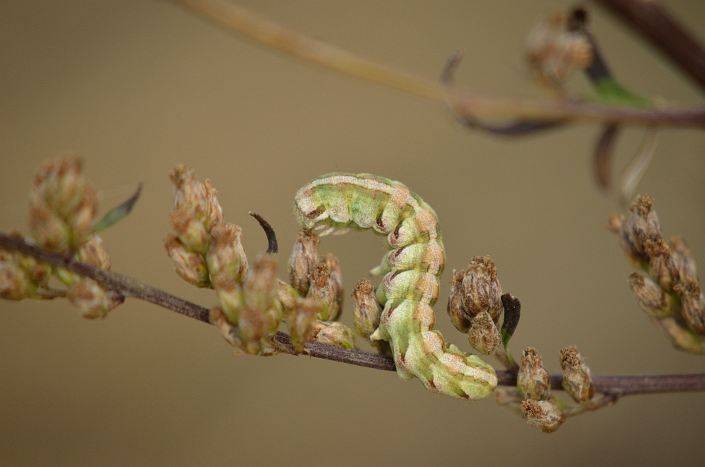 Kapturnica piołunówka (Cucullia absinthii) albo kapturnica srebrówka (Cucullia argentea)