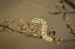 Kapturnica piołunówka (Cucullia absinthii) albo kapturnica srebrówka (Cucullia argentea)
