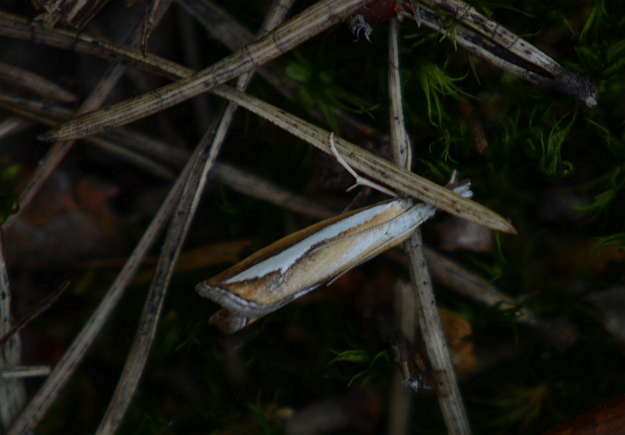 Catoptria margaritella