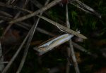 Catoptria margaritella