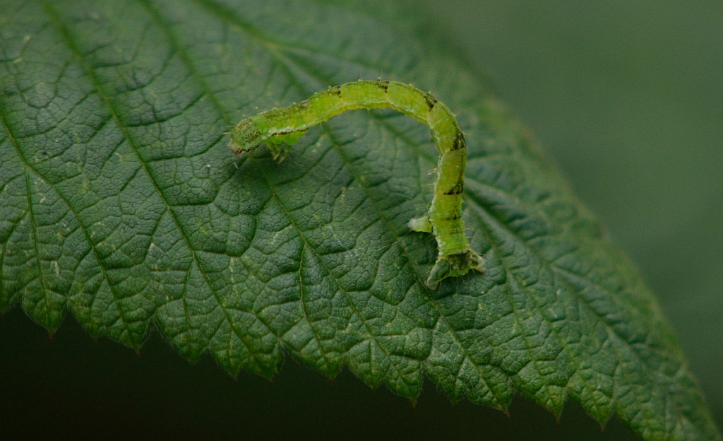 Świerzbik nakropek (Cyclophora punctaria)