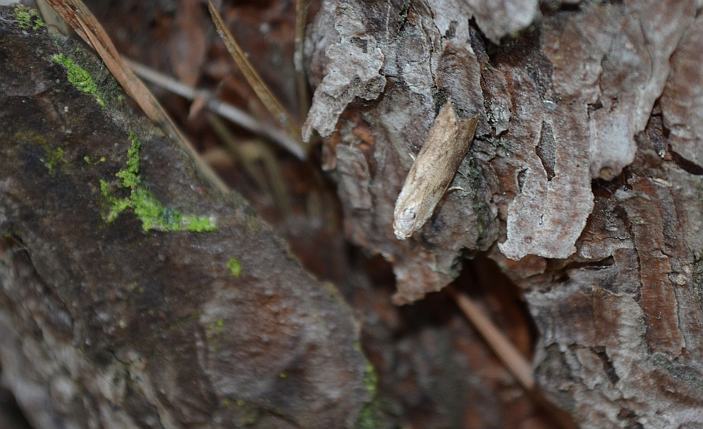 Bactra lacteana
