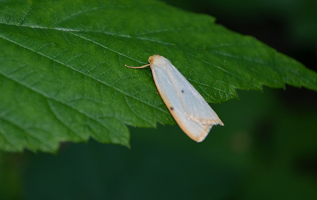 Łada dwukropka (Cybosia mesomella)