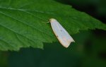 Łada dwukropka (Cybosia mesomella)