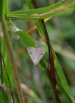 Rivula sericealis