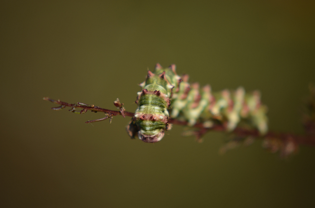 Kapturnica byliczanka (Cucullia artemisiae)