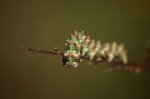 Kapturnica byliczanka (Cucullia artemisiae)