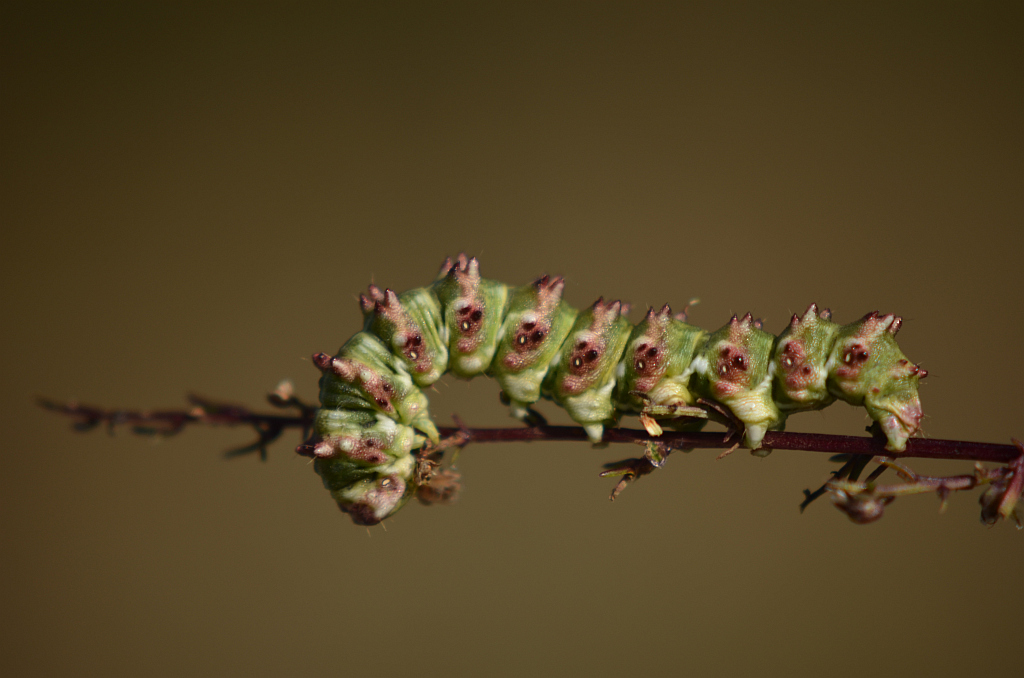 Kapturnica byliczanka (Cucullia artemisiae)