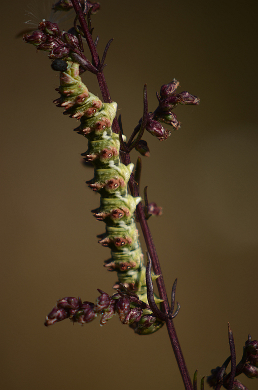 Kapturnica byliczanka (Cucullia artemisiae)