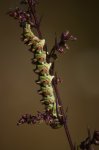 Kapturnica byliczanka (Cucullia artemisiae)