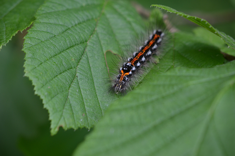 Kuprówka złotnica (Euproctis simillis)