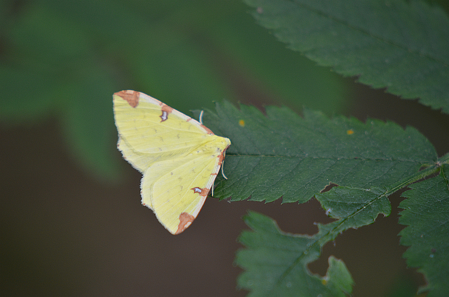 Mokosz cierniowiak (Opisthograptis luteolata)
