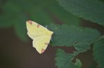 Mokosz cierniowiak (Opisthograptis luteolata)