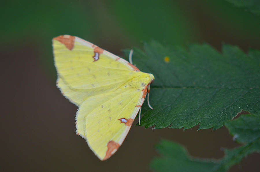 Mokosz cierniowiak (Opisthograptis luteolata)