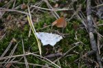 Witalnik dębiak (Macaria notata)