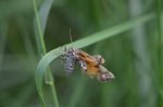 Witalnik byliczak (Narraga fasciolaria)