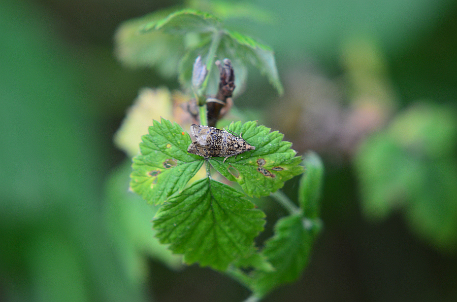 Celypha lacunana