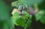 Celypha lacunana