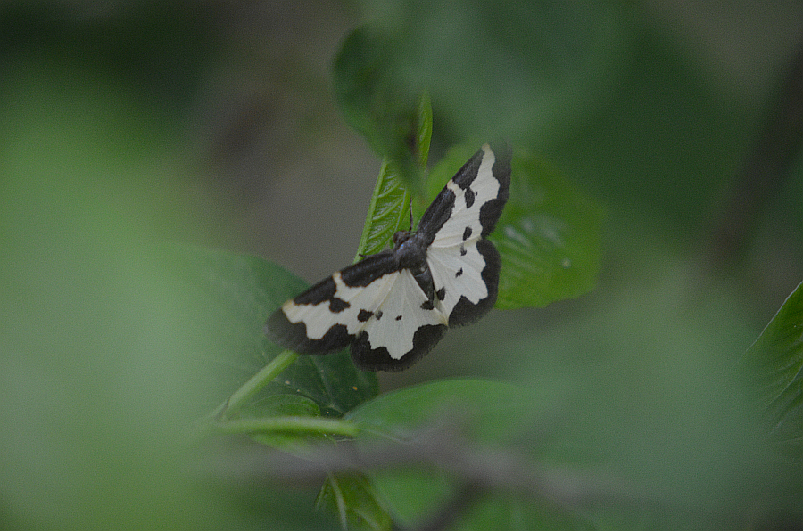 Plamiec nabuczak (Lomaspilis marginata)