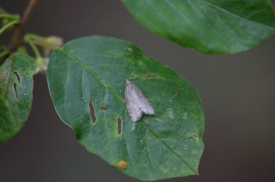 Clepsis senecionana