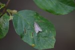 Clepsis senecionana
