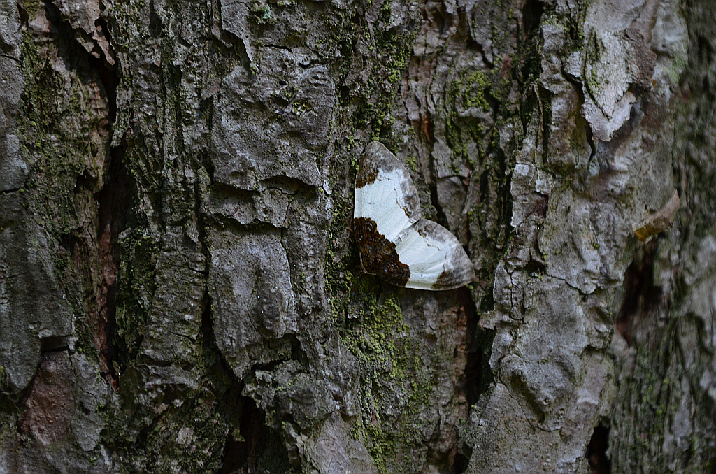 Paśnik maliniak (Mesoleuca albicillata)
