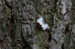 Paśnik maliniak (Mesoleuca albicillata)