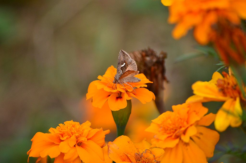 Błyszczka jarzynówka (Autographa gamma)