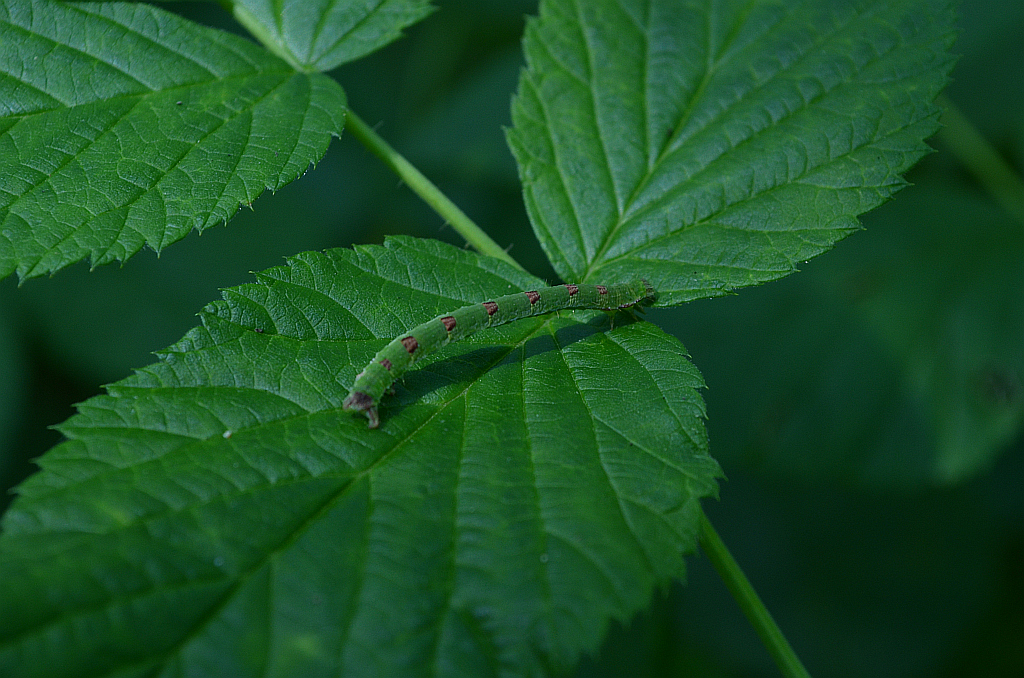 Paśnik maliniak (Mesoleuca albicillata)