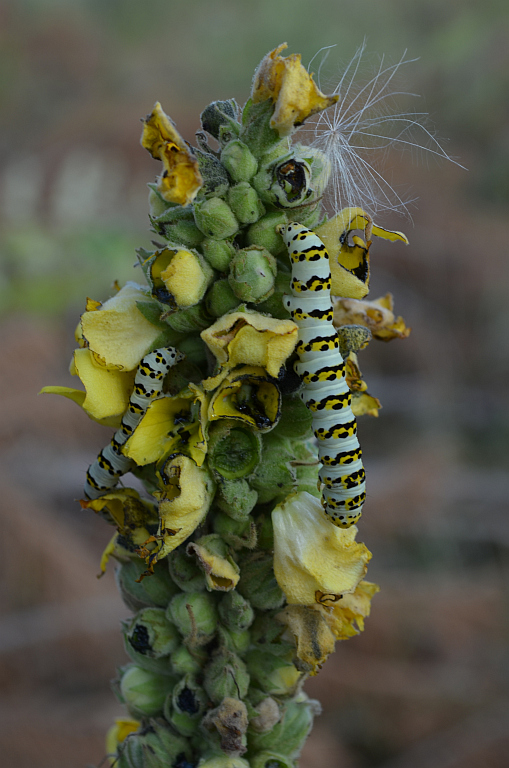 Kapturnica trędownikówka (Cucullia scrophulariae)