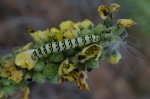 Kapturnica trędownikówka (Cucullia scrophulariae)