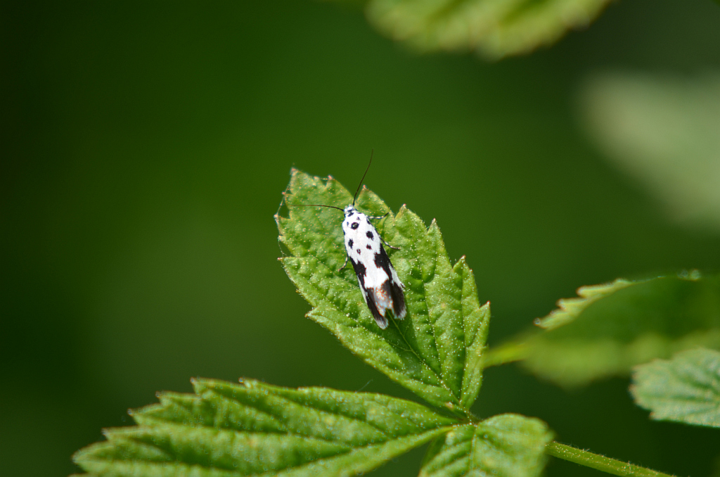 Ethmia quadrillella