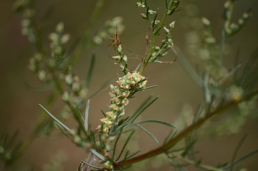 Kapturnica byliczanka (Cucullia artemisiae)