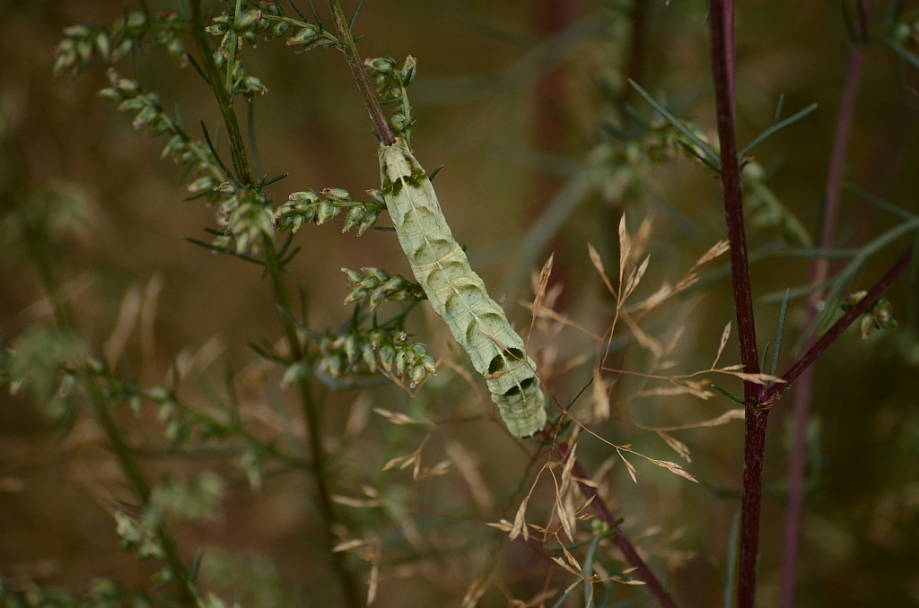 Zgrzeblica trojaczka (Abrostola triplasia)