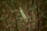 Zgrzeblica trojaczka (Abrostola triplasia)