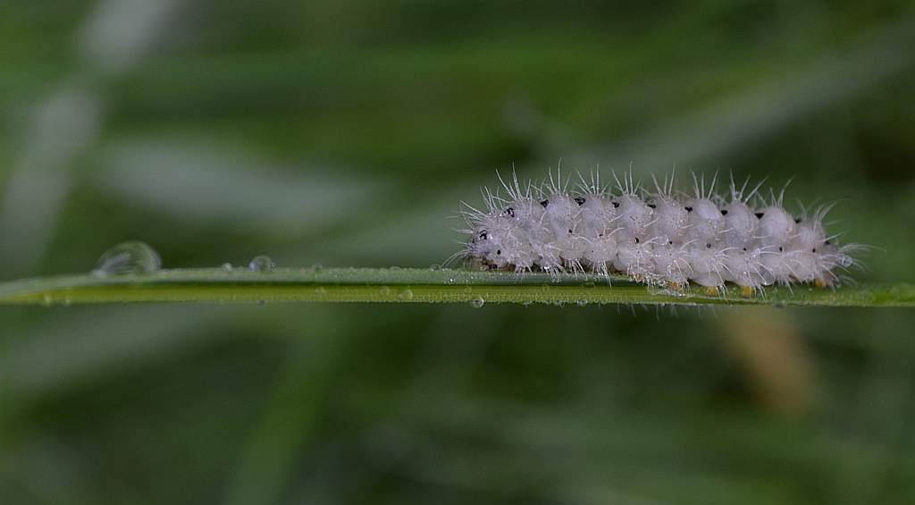 Kraśnik (Zygaena minos)