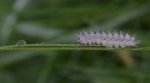 Kraśnik (Zygaena minos)