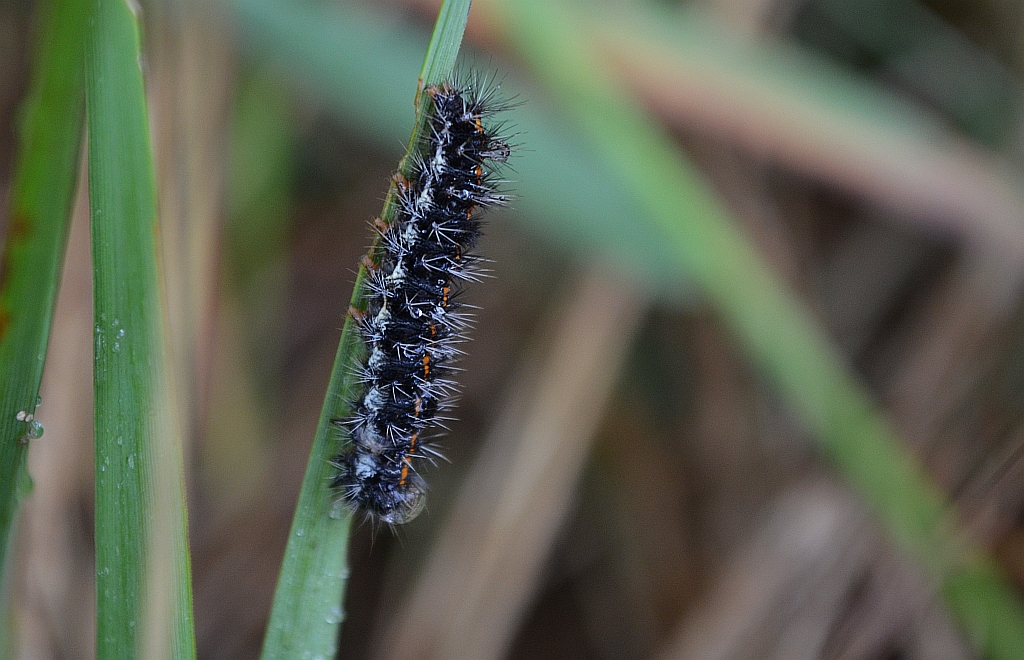 Pstrokówka kreskówka (Coscinia striata)