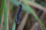Pstrokówka kreskówka (Coscinia striata)