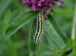 Zygaena lonicerae