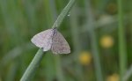 Wątlak nawrzosak (Scopula immorata)