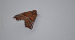 Szczerbówka ksieni (Scoliopteryx libatrix)