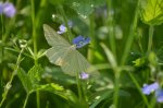 Dyblik liniaczek (Siona lineata)